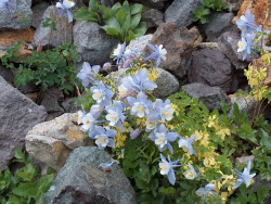 Purple blue Columbine flowers in spring.PNG