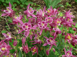 Purple pink columbine flower picture with yellow centers.PNG