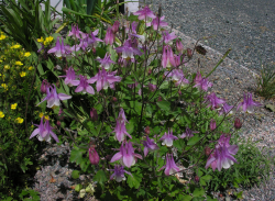Purple spring Columbine flowers images.PNG
