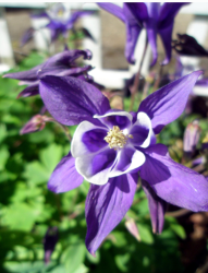 Purple spring flowers columbine blooming.PNG