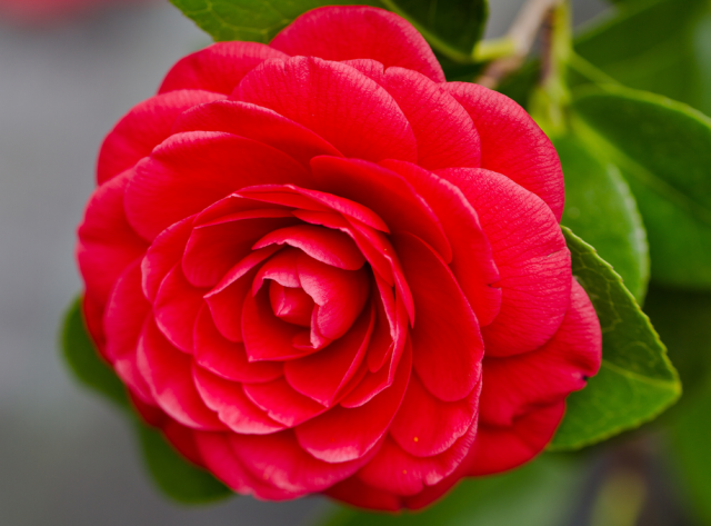 Bright red Camellia flower with close up photo shoot.PNG