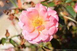 Camellia Flowers