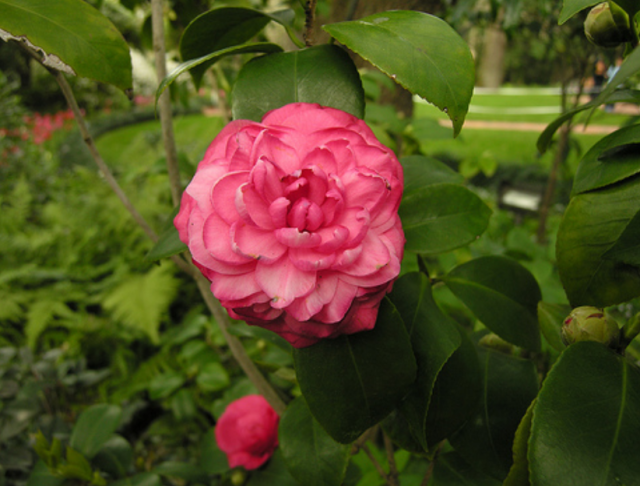 Camellia srubt_pretty pink Camellie flowers with small and big buds.PNG