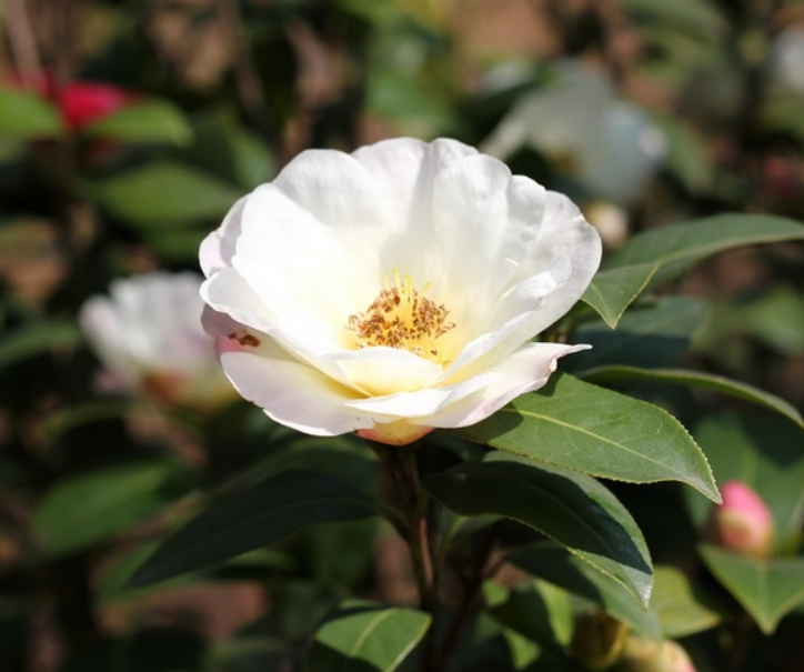 Close up image of white camellia flower.PNG