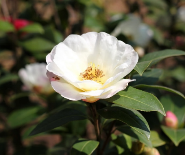 Close up image of white camellia flower.PNG