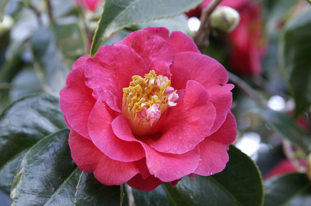 Close up photo of hot pink Camellia flowers.PNG