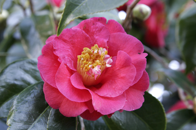 Close up photo of hot pink Camellia flowers.PNG