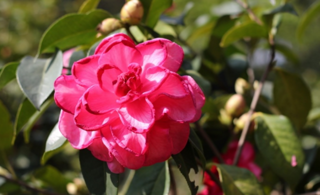 CLose up picutre of Camellia Japanese flowers in hot pink.PNG