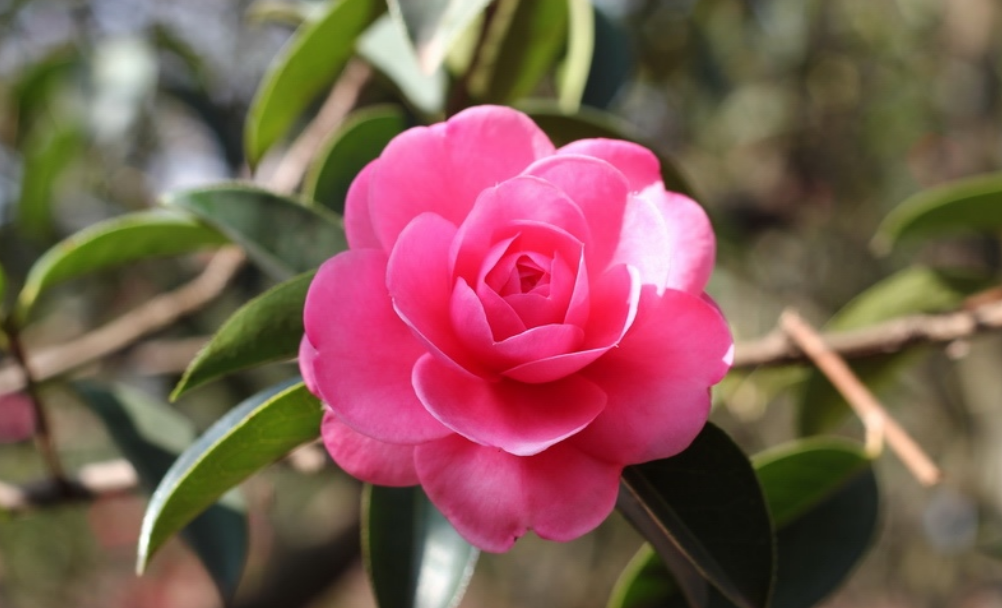Eye catchying camellia flowers_Japanese flowers pictures.PNG
