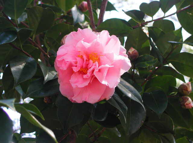 Japanese Camellia Flower in pink color.PNG