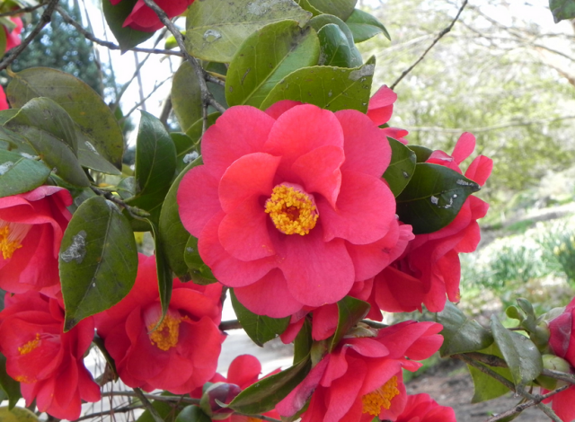 Japanese Camellia flower Tree with hot pink flowers and yellow center.PNG