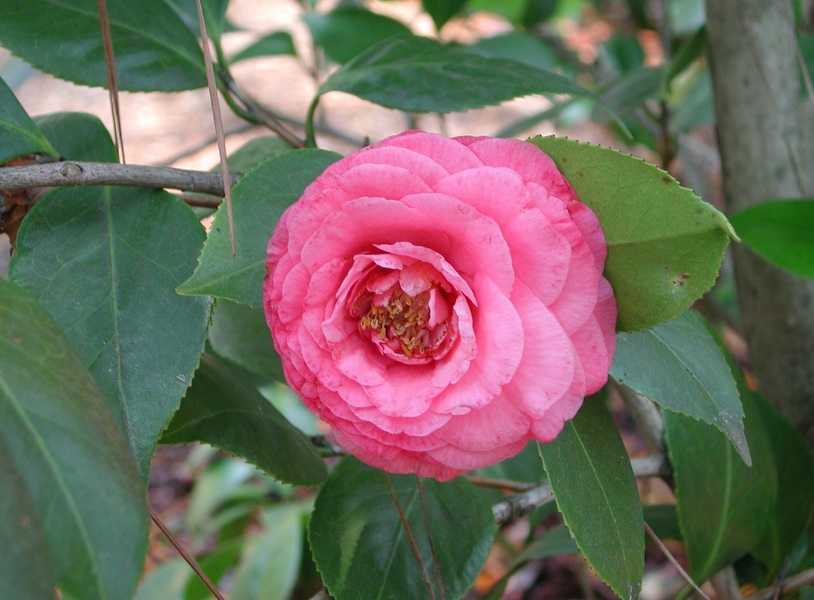 Japanese Camellia picture_Beatiful Japanese flowers photos.PNG