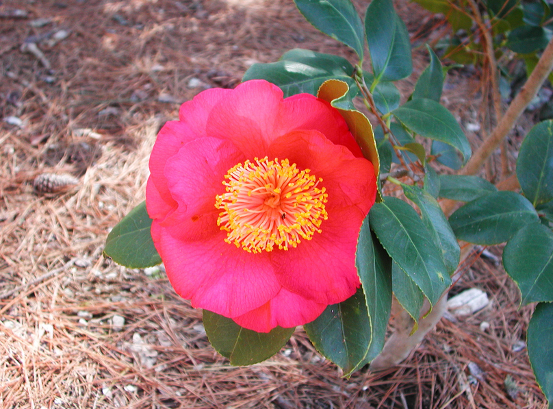 Japanese flowers trees with Camellia flowers.PNG