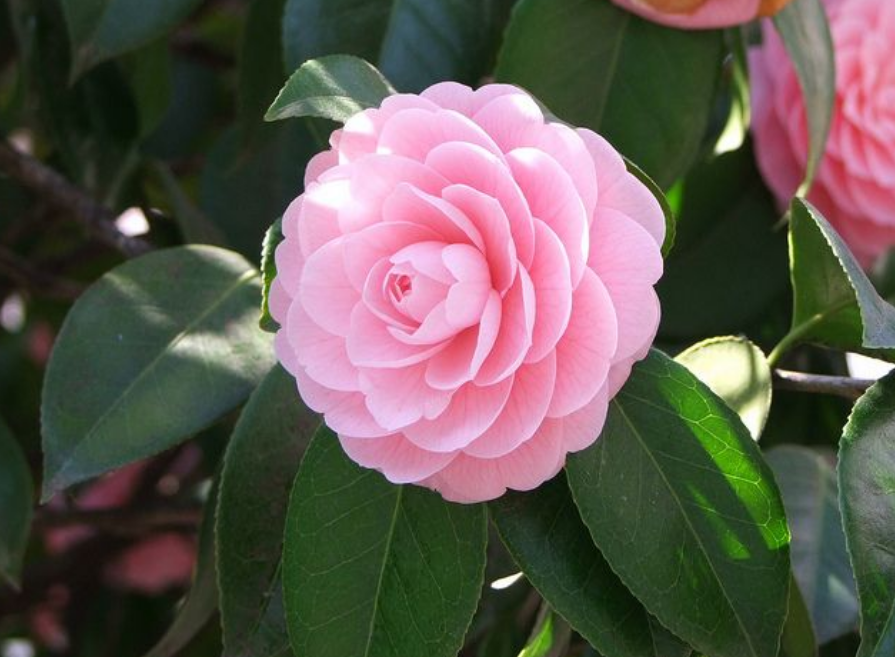 Light pink Camellia plants picture.PNG