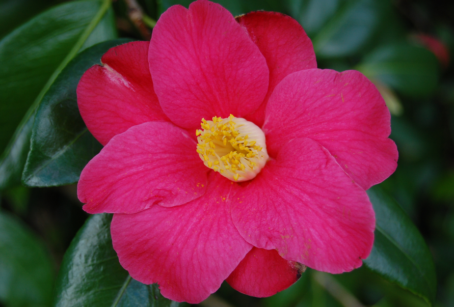 Photo of Camellia flower.PNG