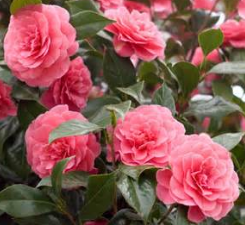 Pink Camellia flowers tree photos.PNG