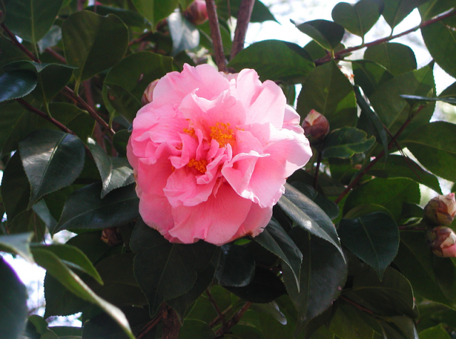 Pink camellia flowers_also known as tea flowers.PNG
