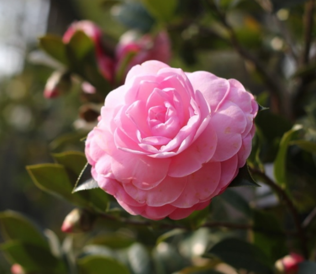 Pink flowers tree photo of Camellia flowers.PNG