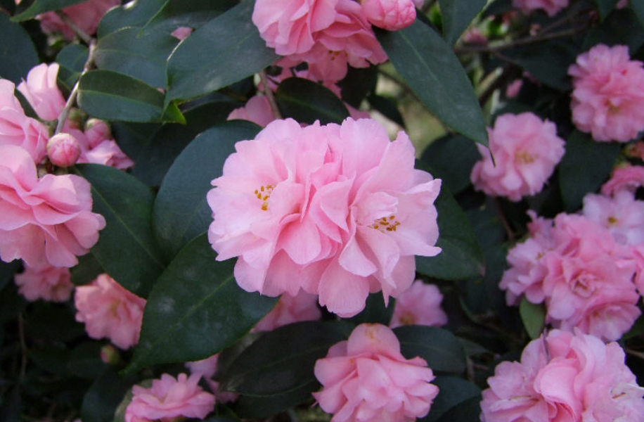 Pretty Japanese camellia trees photos with flowers blooming fully.PNG