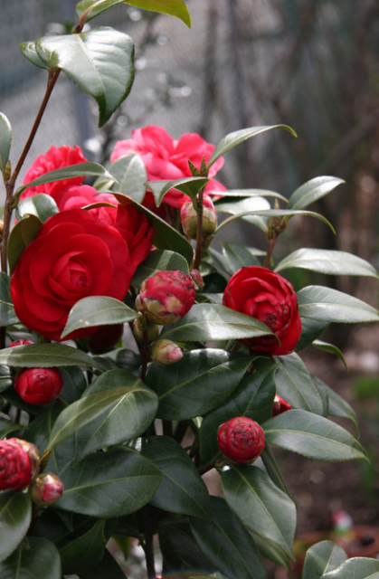 Red Camellia bush with cute small red camellia flower buds.PNG