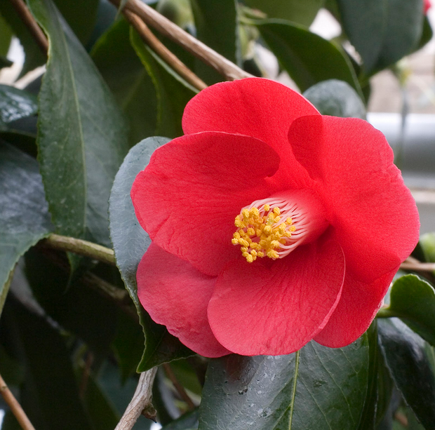 Red Camellia tree photo.PNG