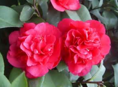 Red Camellia tree picture.PNG