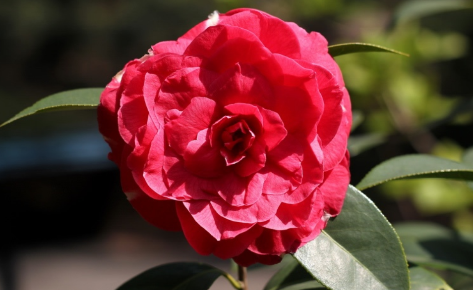Red Japanese Camellia flowers images.PNG