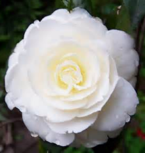 White Camellia flower pictures_White Japanese flowers photo.PNG