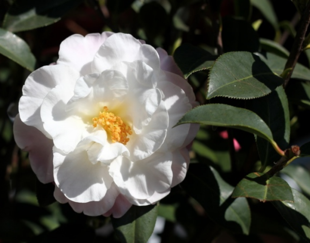 White Camellia flowers_white Japanese flowers tree photo.PNG