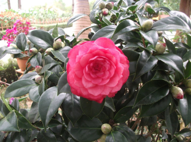 Asian flowers bush pictures with Camellia flowers in pink.PNG