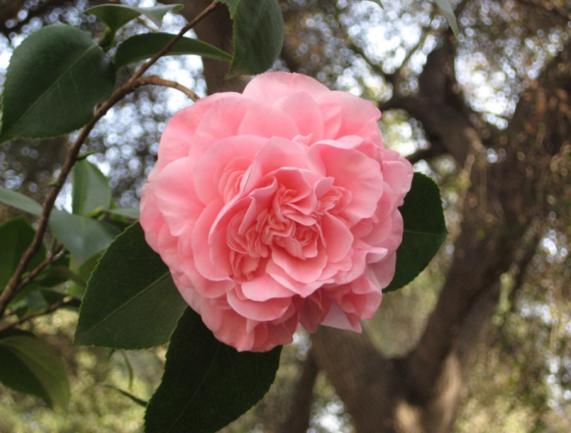 Asian flowers pictures of Camellia flowers.PNG