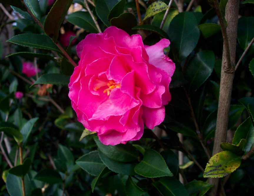 Beautiful hot pink flowers tree iamges of Japanese camellia flowers.PNG
