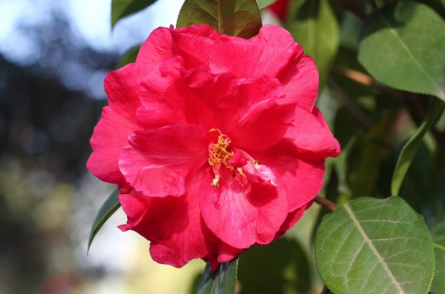 Bright color flowers picture.PNG