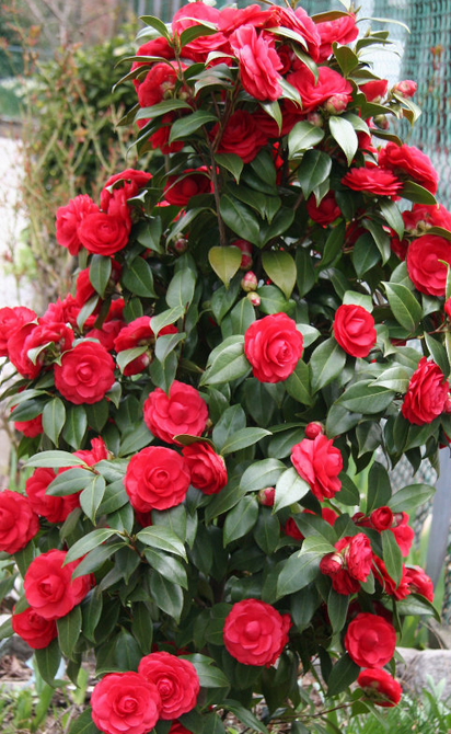 Camellia bush with red camellia flowers.PNG