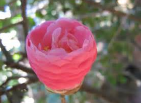 Camellia flower bud picture.PNG