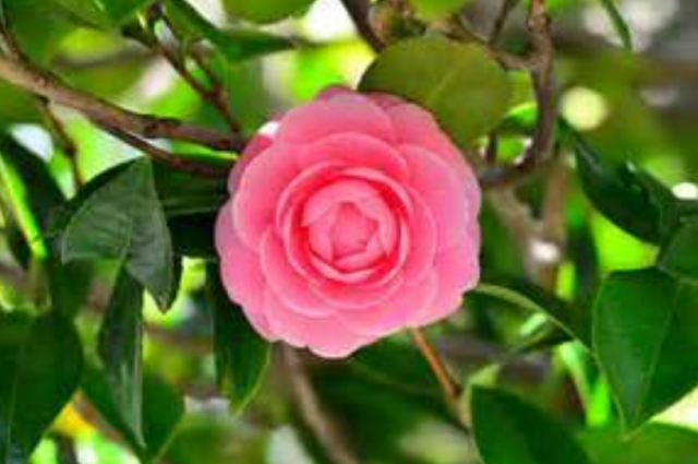 Camellia flowers images also know as Tsubaki Flower in Japanese.PNG