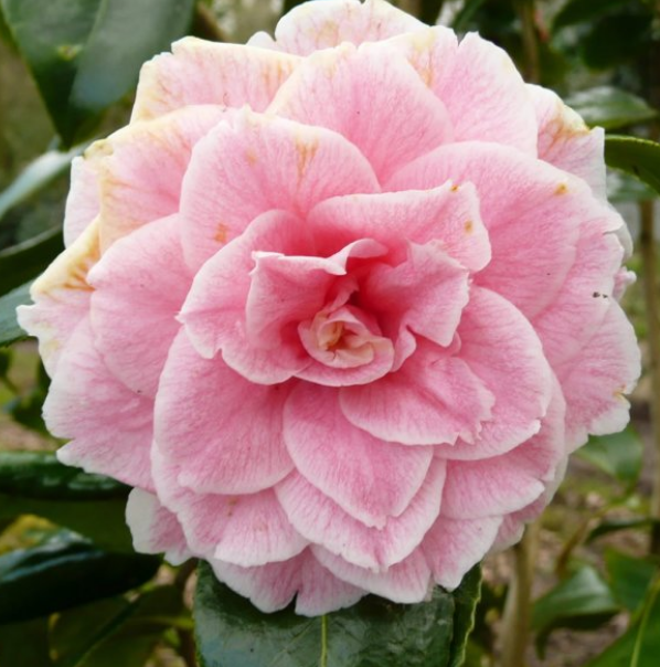 Camellia flowers in light pink.PNG