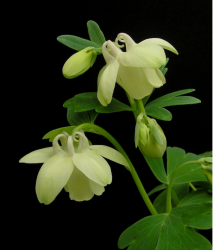 Small Columbine flowers in cream with cute green leaves.PNG