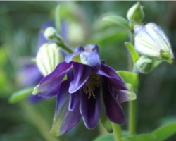 Spring bud and flowers columbine.PNG