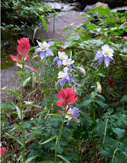 Spring flowers with columbine flowers in purple and white.PNG