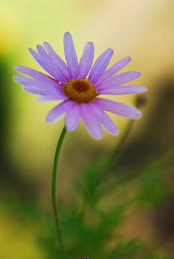 light purple daisy.jpg