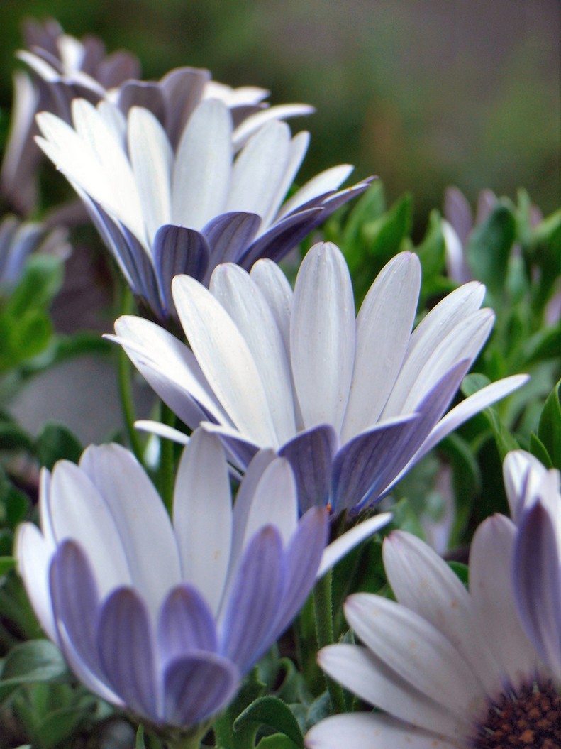 light purple daisy flowers.jpg