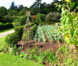 Vegetable Garden Pictures