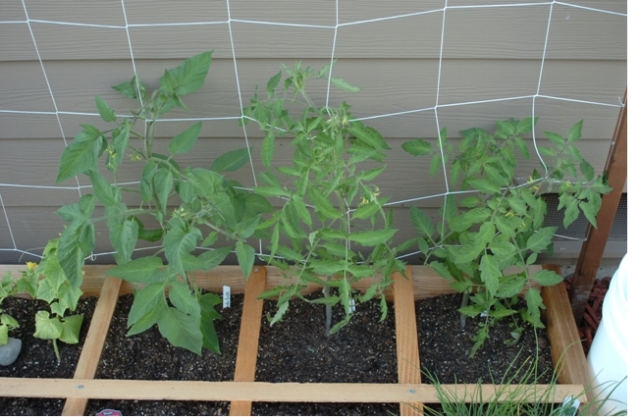 tomato garden pictures.PNG