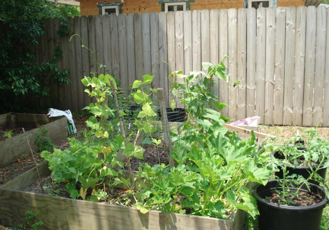 vegetable container gardening_fall vegetable gardening.PNG