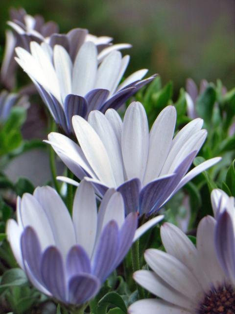 light purple daisy flowers.jpg