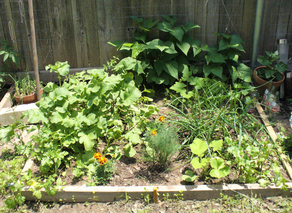 vegetable garden boxes.PNG