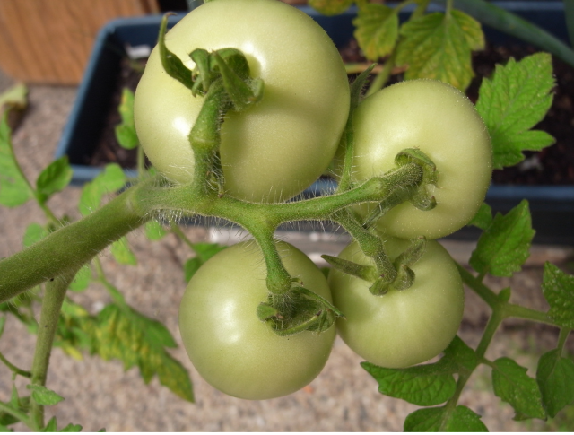 vegetable garden preparation for green tomatoes.PNG
