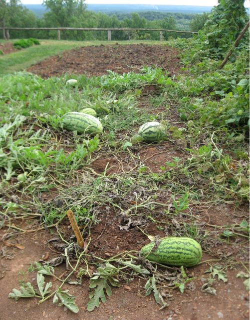 vegetable gardening pictures.PNG
