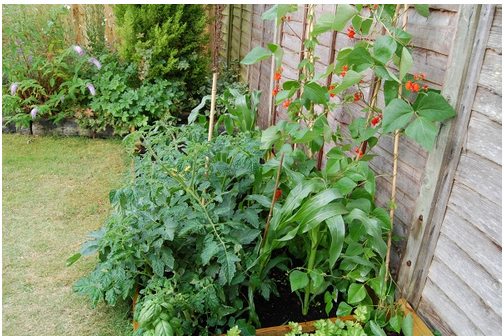 vegetable gardens pictures.PNG